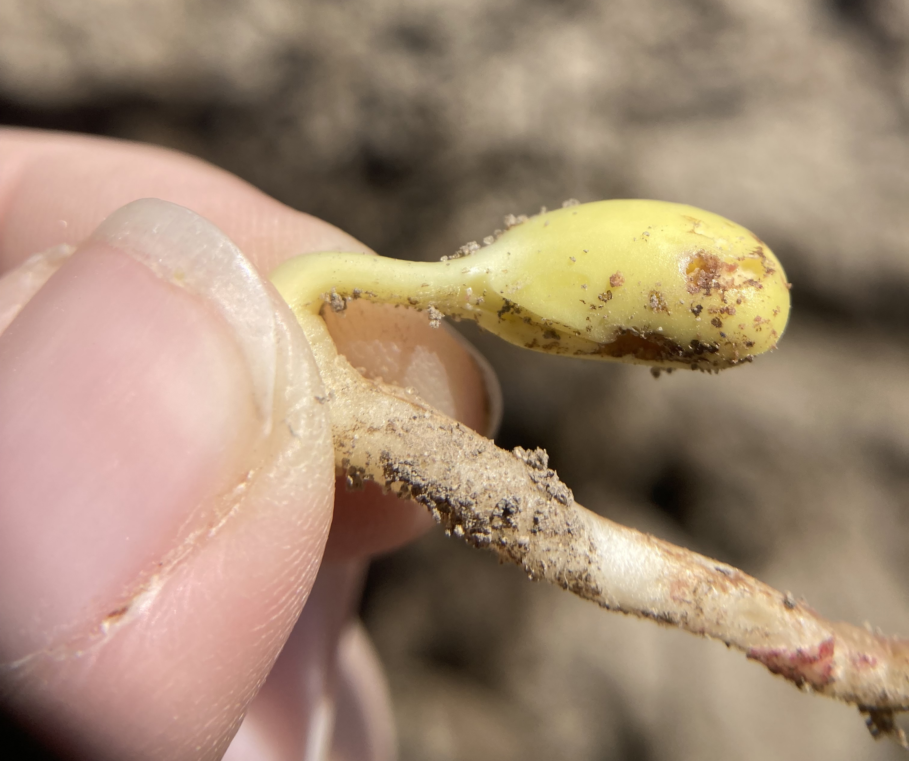 26 soybean SCM damage_Nicolle Ritchie.jpg